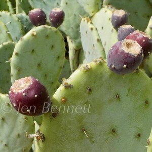 Cactus Fruit Photograph 16&quot; x 16&quot;