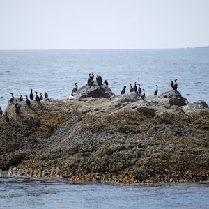Cormorant Island 10&quot; x 15&quot; Photograph