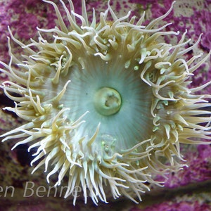 Blanca - Sea Anemone - White