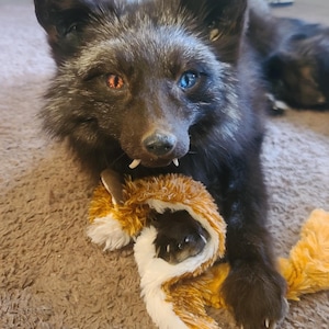 May include: A black fox with one orange eye and one blue eye, lying on a brown carpet, holding a stuffed animal fox. The plush toy is brown, white, and orange.