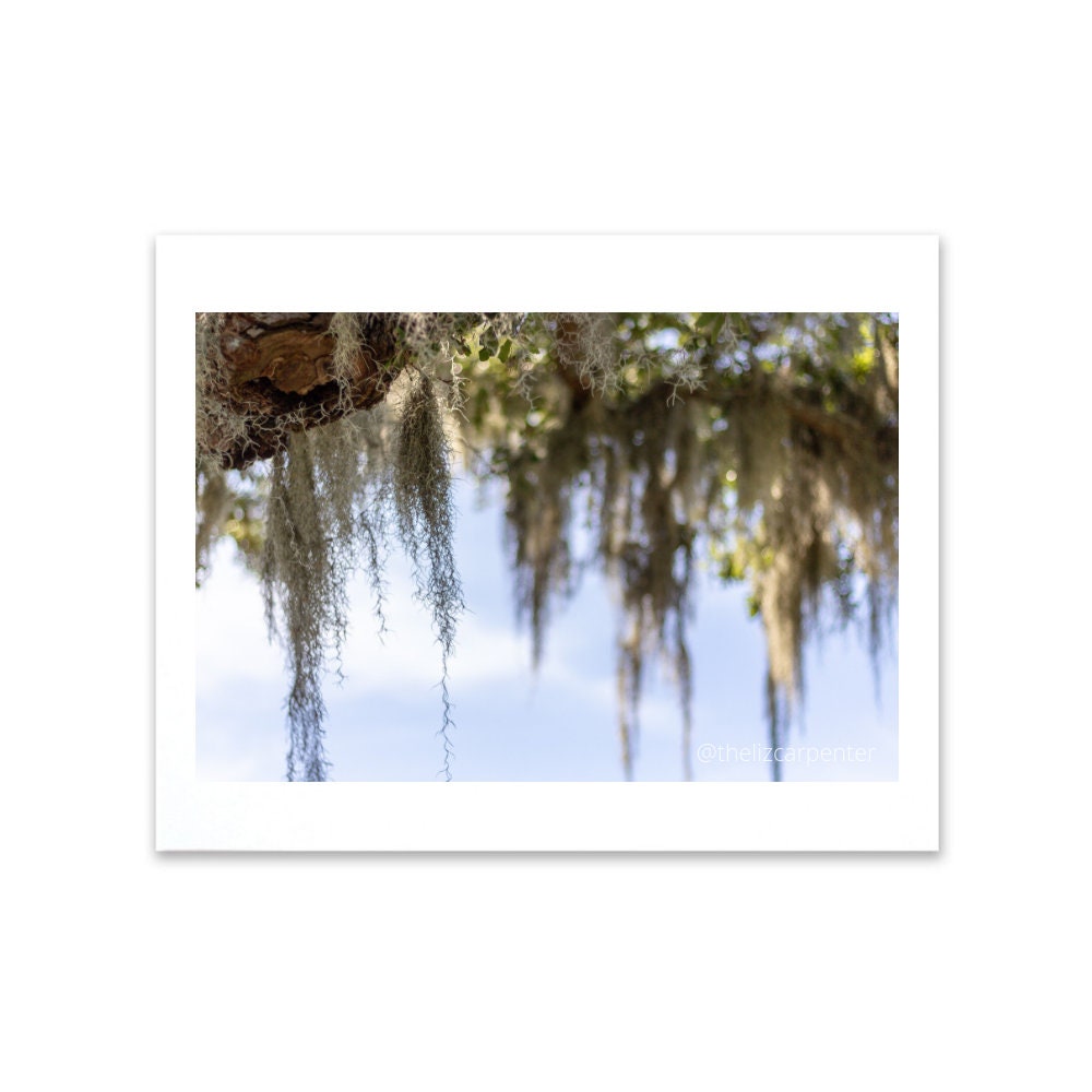 Charleston Print Spanish Moss South Carolina Beach Photo Etsy