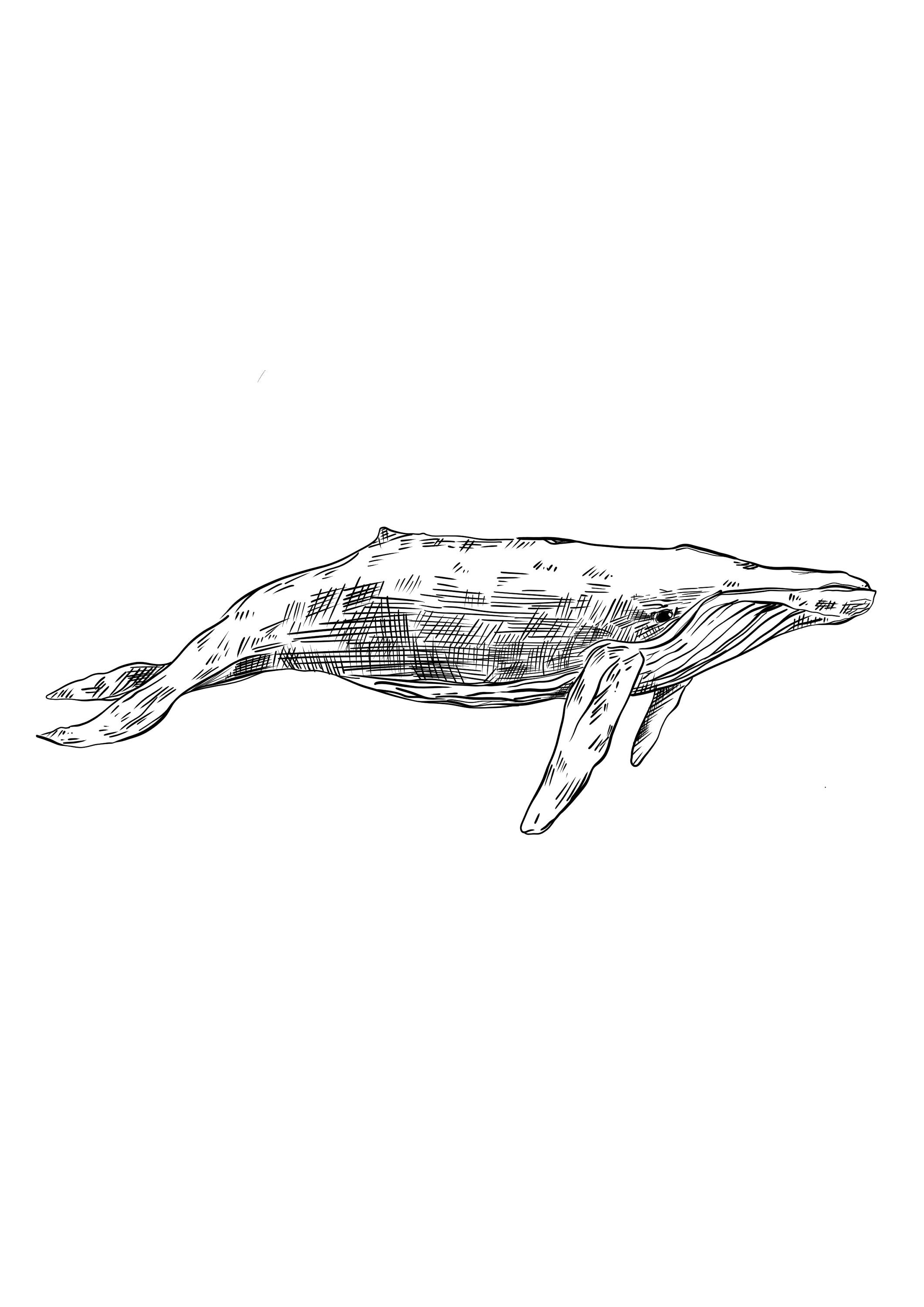 Whale print black and white sketch digital print. Various | Etsy