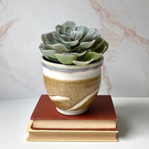 May include: A succulent plant with pale green, fleshy, rosette-shaped leaves potted in a ceramic planter. The planter features a white upper section with a blue rim and a textured, mottled brown lower section with a diagonal white stripe pattern.