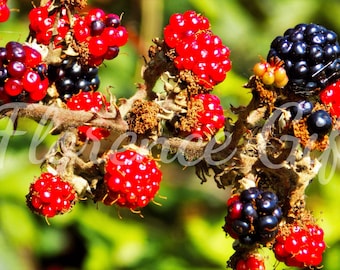 Blackberries