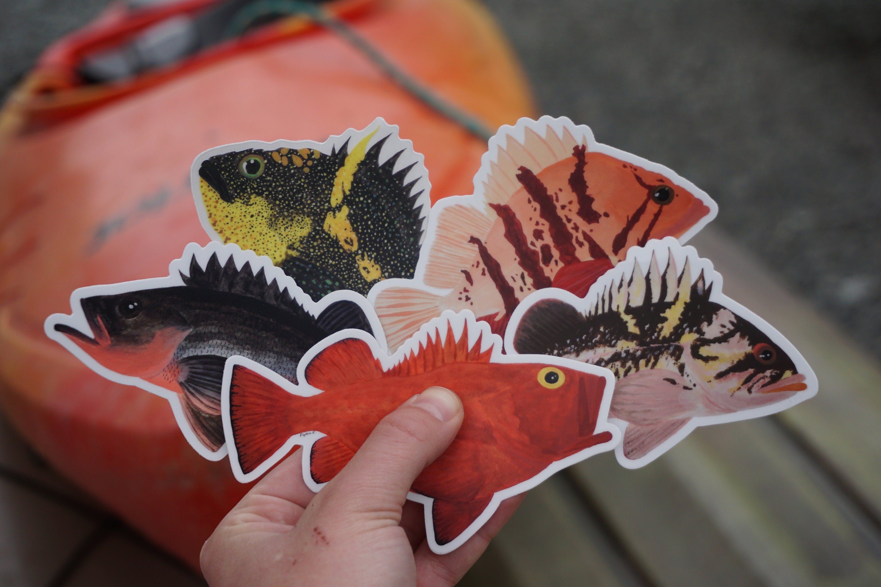 Silvergray Rockfish Sticker Alaska Fish Cute Marine Biology Etsy