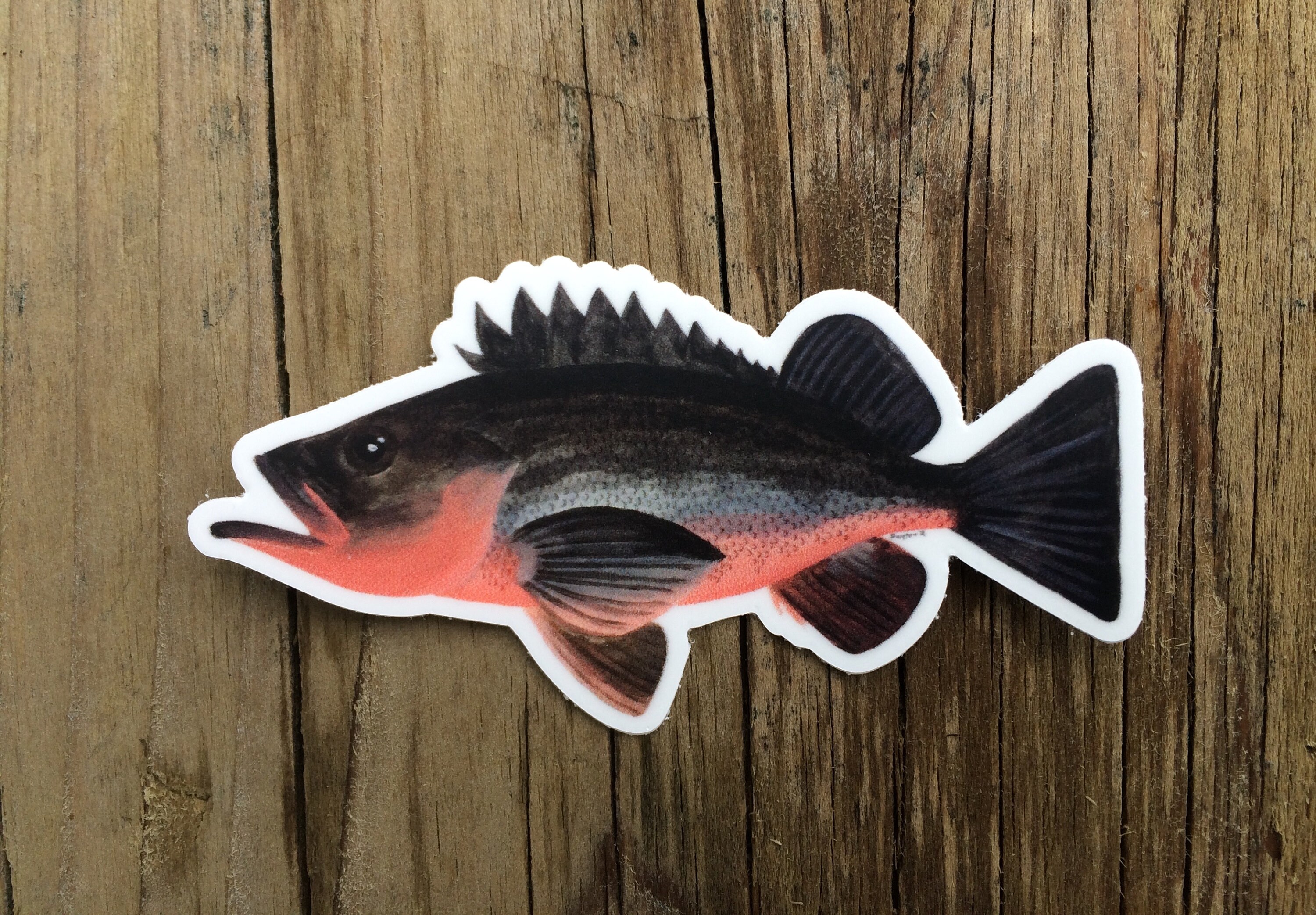 Silvergray Rockfish Sticker Alaska Fish Cute Marine Biology Etsy