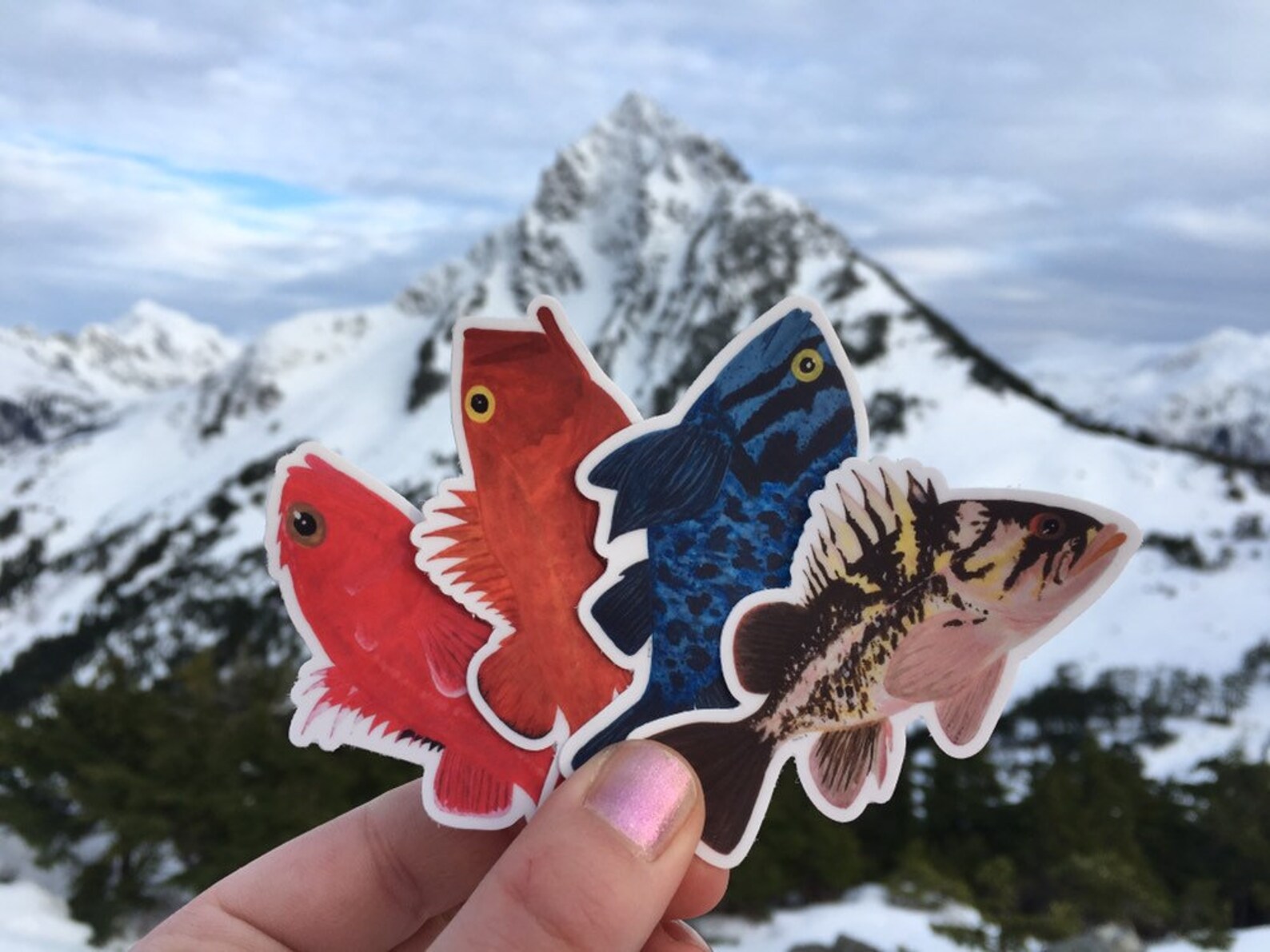 Yelloweye Rockfish Sticker Red Snapper Alaska Fish Cute Marine | Etsy