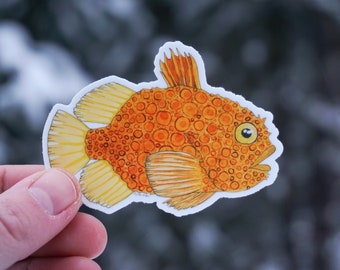 Pacific Spiny Lumpsucker fish sitting on aquatic snail 3 inch waterproof vinyl sticker
