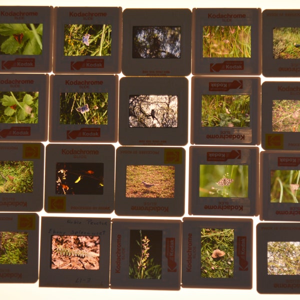 Kodachrome slides of nature