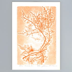 May include: A rectangular art print on white paper featuring a detailed orange botanical illustration of seaweed. The print displays a branching, fern-like structure with fine textures. Handwritten text at the bottom reads Sea Weeds #1 6/30.