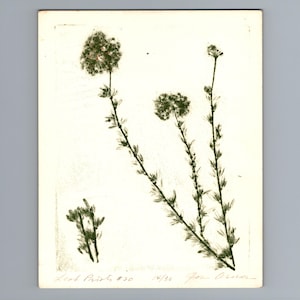 Puede incluir: Una impresión artística rectangular sobre papel blanco roto con impresiones botánicas de color verde oscuro de tres tallos florales altos y un grupo más pequeño. El margen inferior contiene texto manuscrito Leaf Prints #20, 14/30 y una firma.