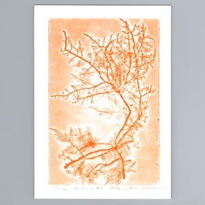 May include: A rectangular print on white paper featuring a detailed orange botanical illustration of seaweed or coral-like structures. The artwork displays intricate branching patterns in varying shades of orange against a lighter background.