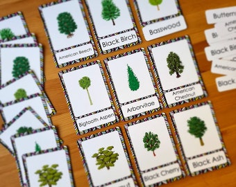 Montessori learning cards with tree names, pre school printable flash cards, learning types of trees flashcards, homeschool, kindergarten