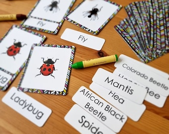 INSECTS Montessori learning flashcards, flash cards for kids kindergarten, preschool, homeschool, Instant printables,educational