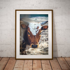 Cow Print, Cow Art, French Country Decor, Farmhouse Print, Calf Print, Farmhouse Rustic Decor, Large Wall Art, Fine Art Print image 1