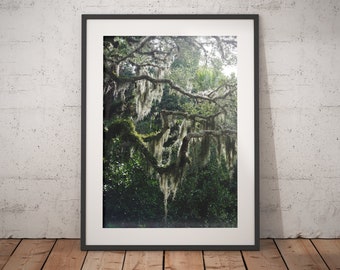 Spanish Moss, Oaks, Savannah, Trees, Art Print, Wall Decor