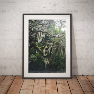 Spanish Moss, Oaks, Savannah, Trees, Art Print, Wall Decor image 1