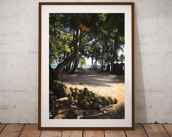 Coconuts and Island Life, Caye Caulker, San Pedro, Ambergris Caye, Belize Photograph