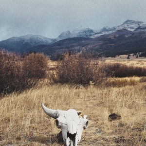 Winter Skull Print, Snow Fall, Bison, Yellowstone Nat'l Park, Wall Decor, Art Print image 2