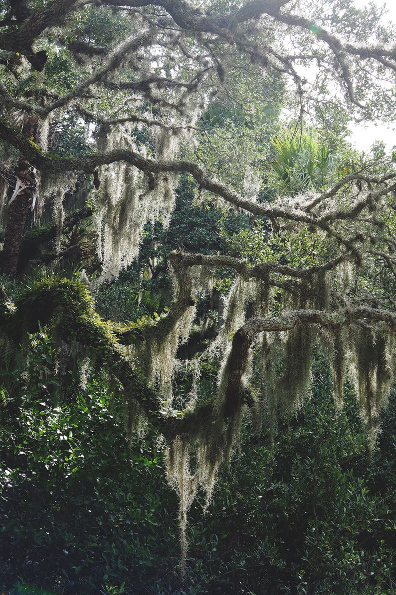 Spanish Moss, Oaks, Savannah, Trees, Art Print, Wall Decor image 2