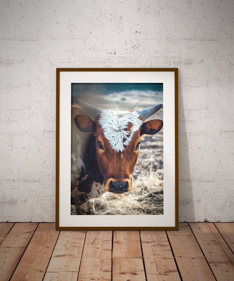 Cow Print, Cow Art, French Country Decor, Farmhouse Print, Calf Print, Farmhouse Rustic Decor, Large Wall Art, Fine Art Print image 1