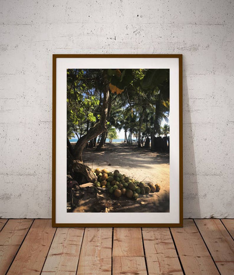 Coconuts and Island Life, Caye Caulker, San Pedro, Ambergris Caye, Belize Photograph image 1