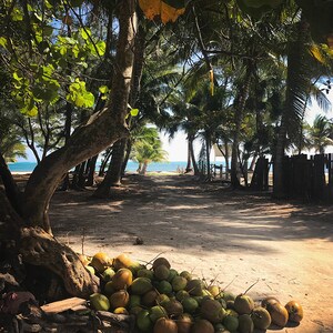 Coconuts and Island Life, Caye Caulker, San Pedro, Ambergris Caye, Belize Photograph image 2
