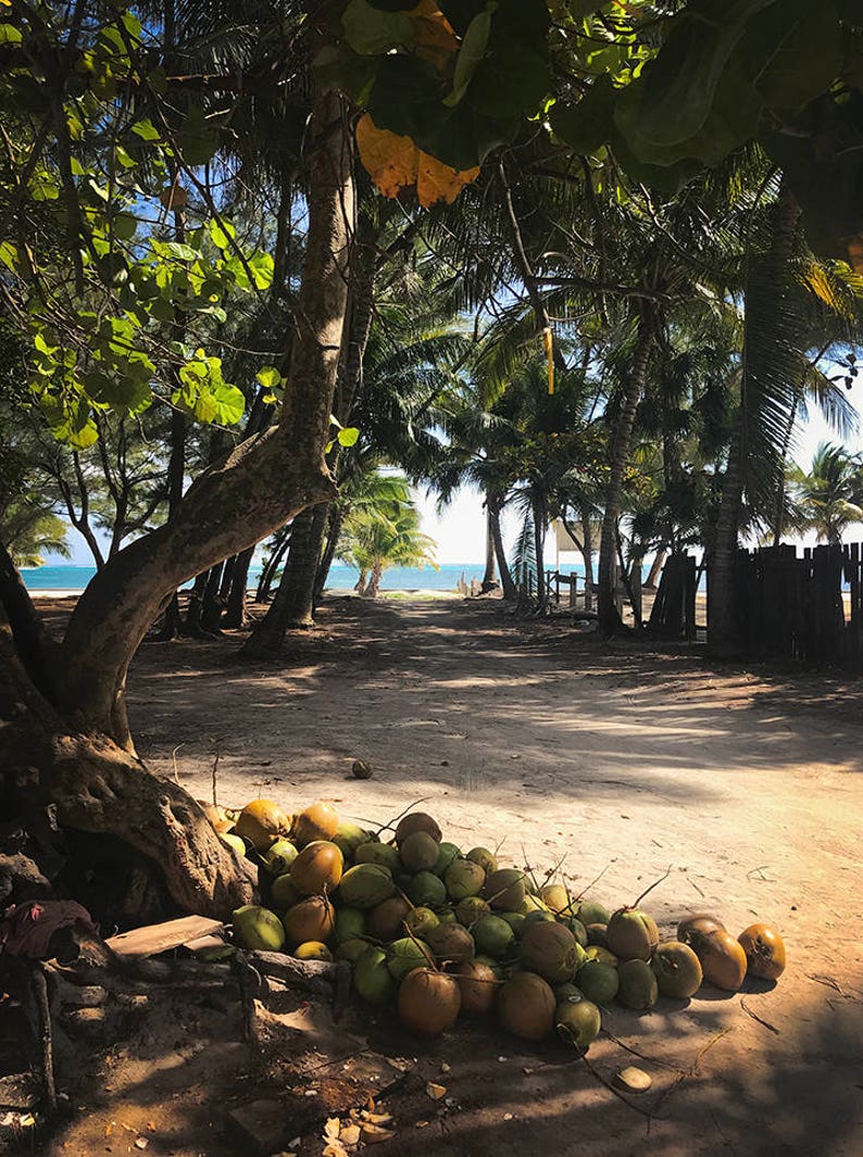 Coconuts and Island Life, Caye Caulker, San Pedro, Ambergris Caye, Belize Photograph image 2