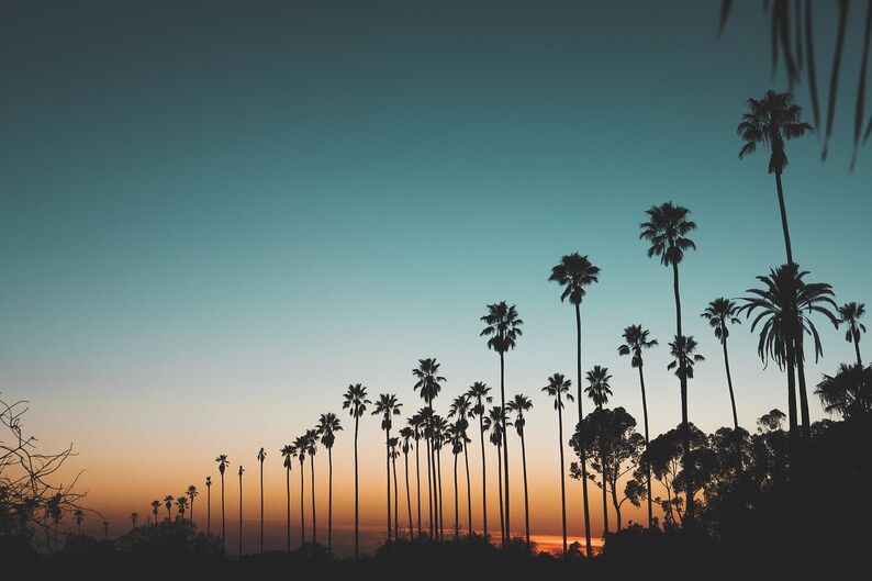 Sunset and Palm Trees, Los Angeles, California, Nature Landscape Photography, Art Prints, Wall Decor image 2