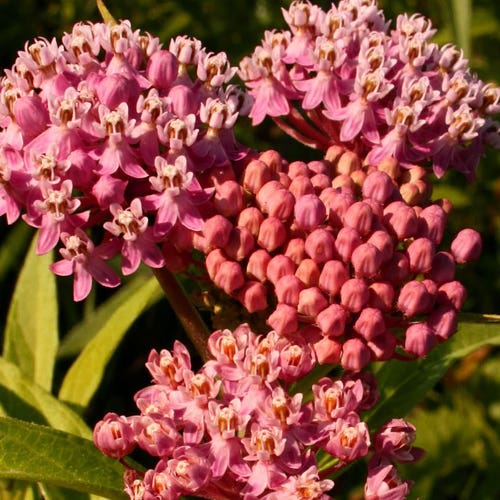 100 Swamp Milkweed Seeds / Asclepias Incarnata - Etsy