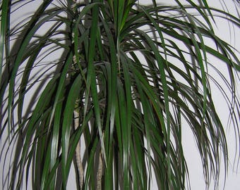 25 BLUE DRACAENA ( Spikes / Broad Leaved Cabbage Tree / Mountain Cabbage ) Cordyline Indivisa Flower Seeds