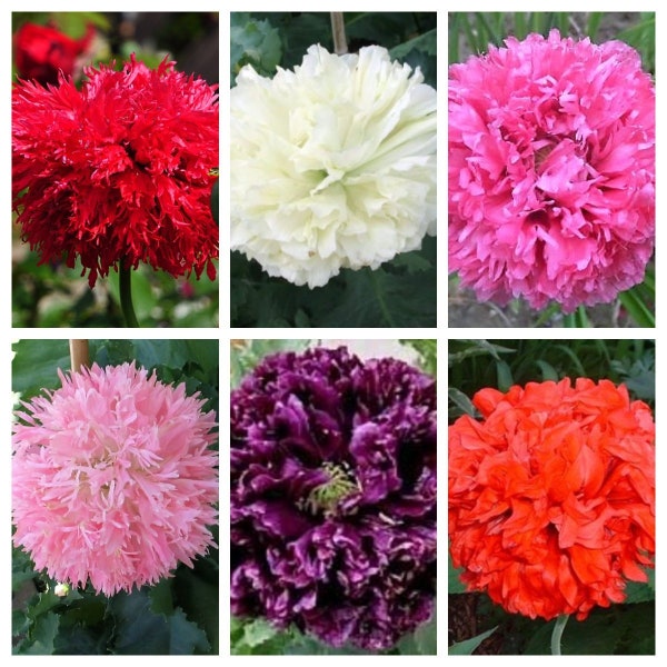 250 Organic PEONY POPPY MIX Papaver Paeoniflorum Mixed Colors Red, White, Pink, Black, Purple, Salmon, Bronze, Lilac, & Bicolor Flower Seeds