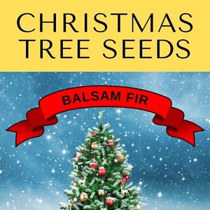 Grow Your Own CHRISTMAS TREE - Balsam Fir ( Abies Balsamea ) Gift Packet of Tree Seeds