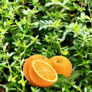 May include: Two halves of an orange fruit, one cut open, on a bed of green leafy plants.