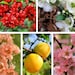 see more listings in the Fruit Seeds section