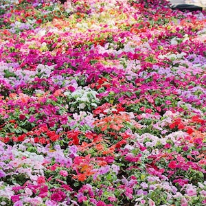 50 MIXED COLORS Dwarf IMPATIENS Walleriana Sun or Full Shade Red, White, Pink, Carmine, Scarlet, & Orange Flower Seeds