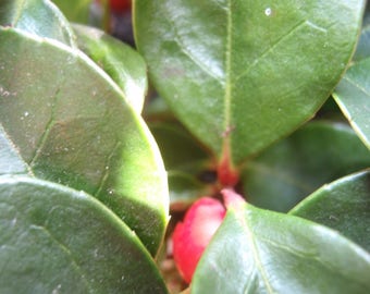 20 Creeping WINTERGREEN / TEABERRY Gaultheria Procumbens Evergreen Flower Seeds