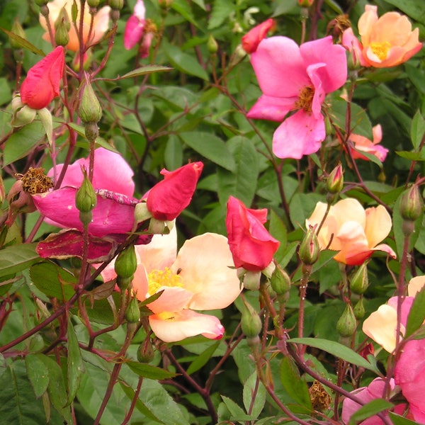 25 Mixed Colors ANGEL WINGS Miniature ROSE Bush Mix Rosa Chinensis Flower Seeds