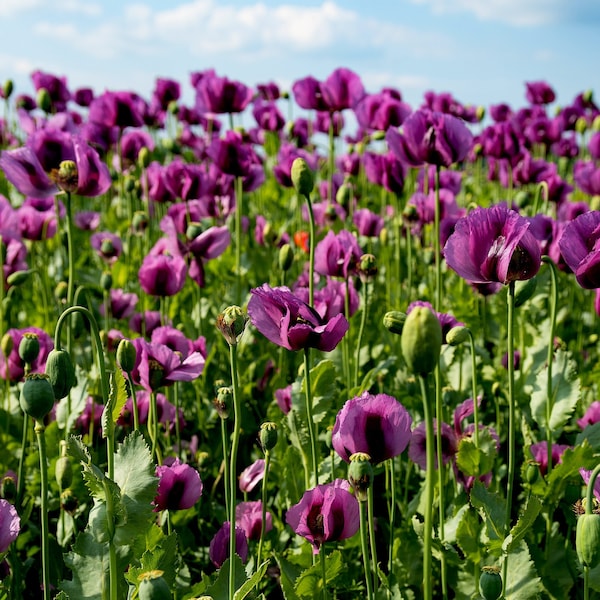 500 LAUREN'S GRAPE POPPY Purple Papaver Somniferum Flower Seeds