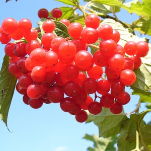 20 AMERICAN HIGHBUSH CRANBERRY Viburnum Trilobum Red Fruit White Flower Shrub Seeds *Flat Ship