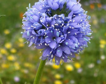 1500 GLOBE GILIA Bluehead Gilia Capitata Thimble Flower Seeds