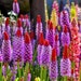 see more listings in the Perennial Flower Seeds section