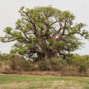 5 afrikanische BAOBAB BAOBAB BAOBAB BAOBAB BAOBAB BAOBAB BAOBAB BAOBAB BAOBAB Baum Fruchtsamen