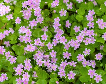 20 SIBERIAN SPRING BEAUTY Claytonia Sibirica aka Candy Flower, Pink Purslane, Siberian Miner's Lettuce Pink Striped Shade Flower Herb Seeds