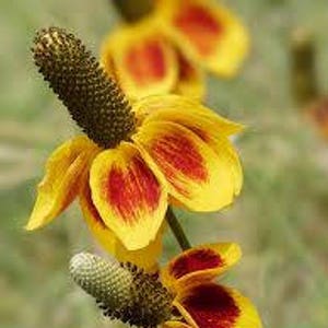 500 MEXICAN HAT Ratibida Columnaris Flower Seeds image 1