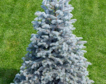 Épinette bleue du Colorado, arbre de Noël Picea Pungens Glauca, graines d'épinette argentée blanche à feuilles persistantes