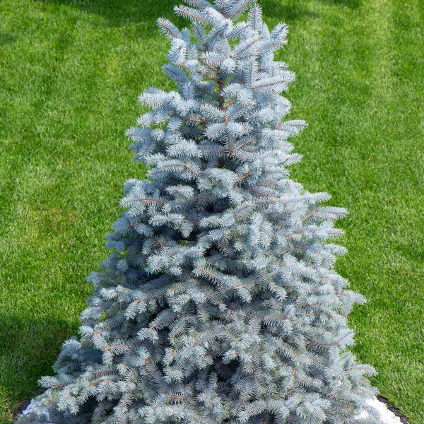 50 Colorado BLUE SPRUCE Tree Picea Pungens Glauca Christmas Tree White Silver Spruce Evergreen Seeds