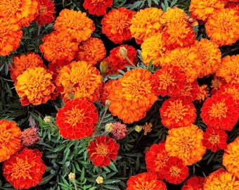 400 FRENCH MARIGOLD SPARKY Mixed Colors Tagetes Patula Orange Yellow Red Flower Seeds *Combined Ship