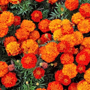 400 FRENCH MARIGOLD SPARKY Mixed Colors Tagetes Patula Orange Yellow Red Flower Seeds *Combined Ship