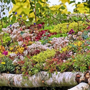 150 MIXED SEDUM Stonecrop Succulent Groundcover Red White Yellow Pink Purple Color Mix Flower Seeds imagem 1